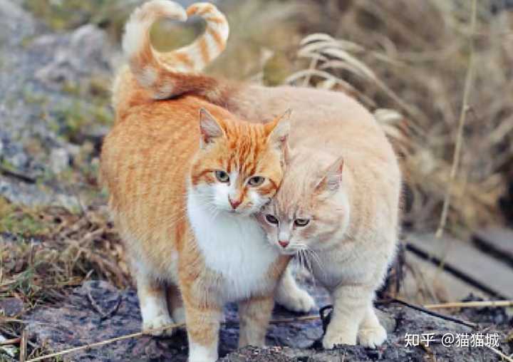 家里有一只公猫和一只母猫,他们彼此会有「伴侣意识」吗? - 知乎