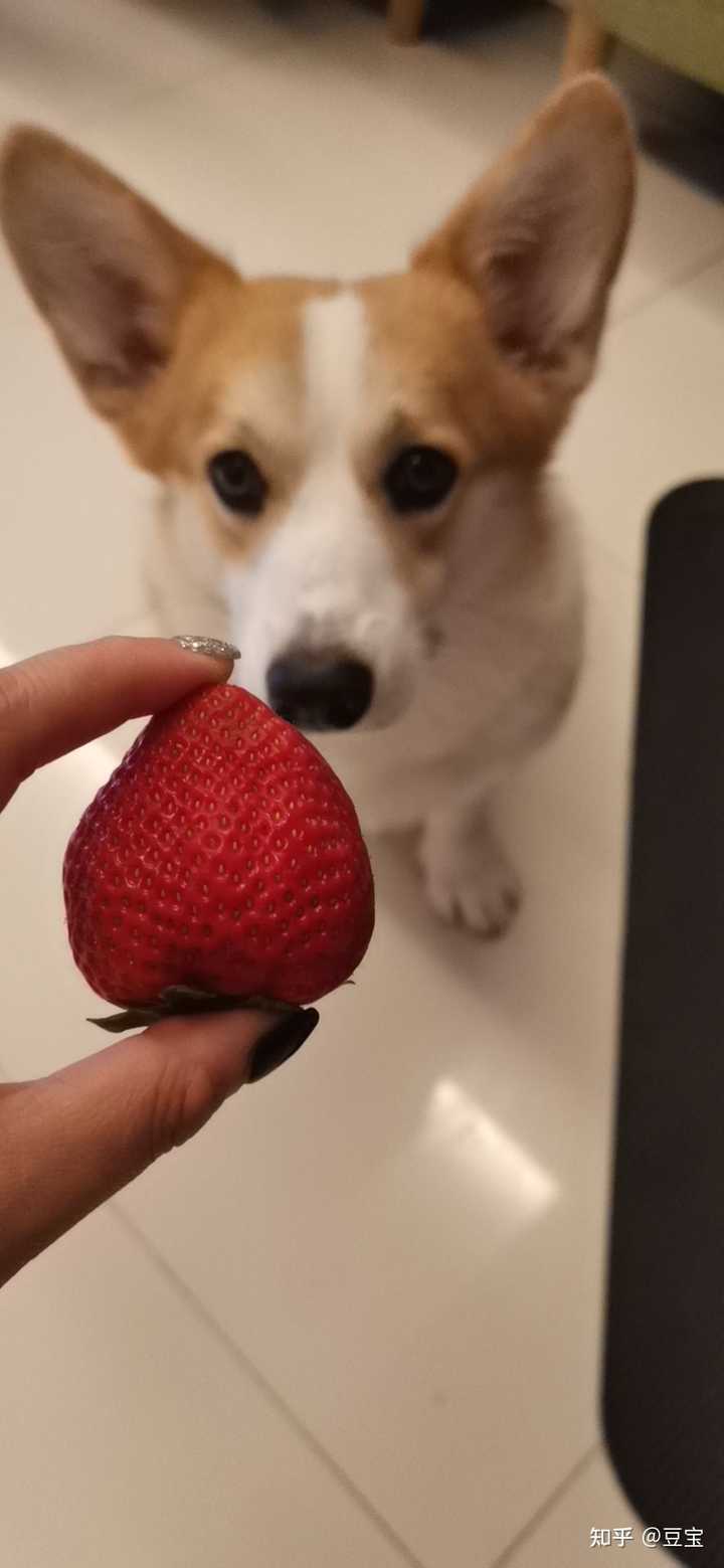 一只普通柯基大概多少钱？ - 知乎