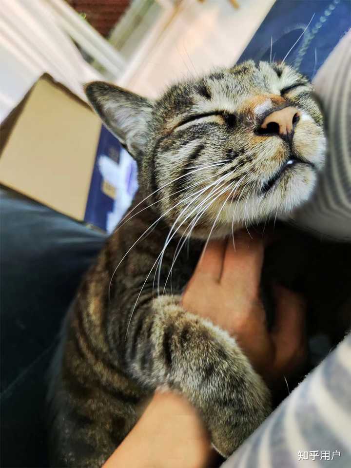 摸猫的头时,猫为什么常常会闭眼? - 知乎
