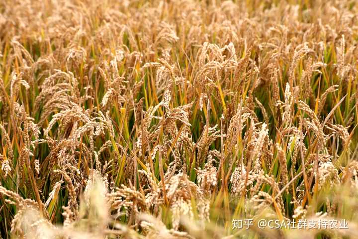 籼稻与粳稻的区别以及历史？ - 知乎