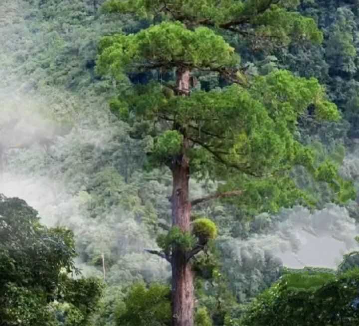 世界上最高的树是什么树?有多高? - 知乎