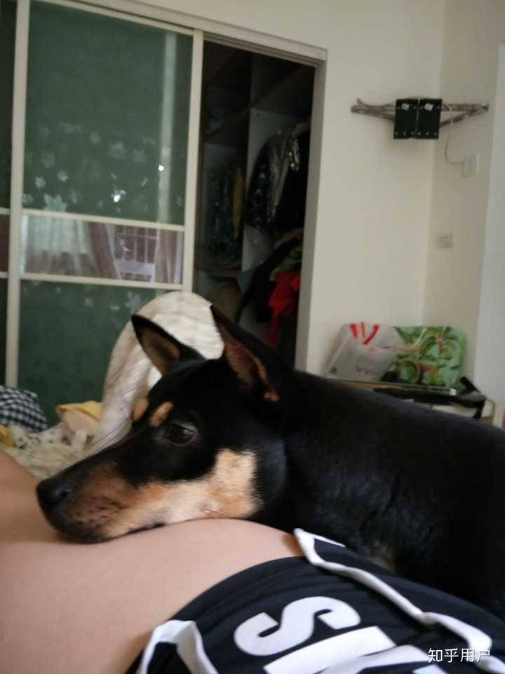 养中华田园犬 四眼 是种怎么样的体验？ - 知乎