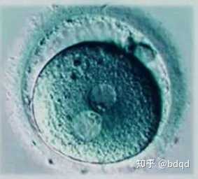 美人胚子小时候长啥样? - 知乎