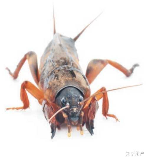 蝲蛄和其他昆虫有什么不同之处？ - 知乎