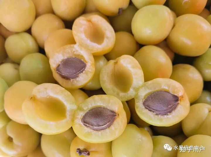 你吃过最好吃的杏是什么品种?原产地在哪里? - 知乎