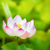 您好心理治疗师