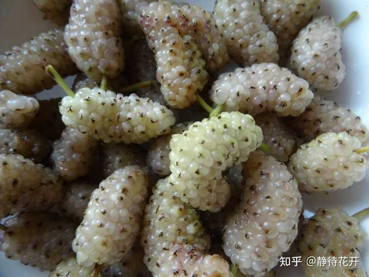 如何辨认桑树，比如片特征，形态特点之类的？ - 知乎