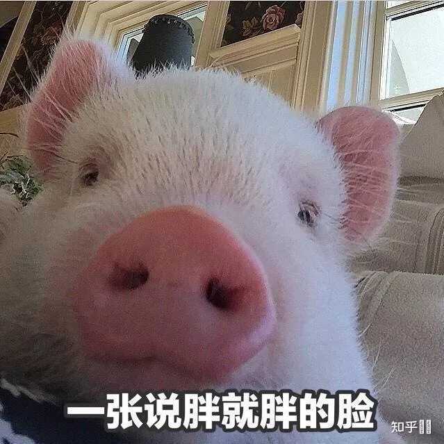 有没有猪的表情包? - 知乎