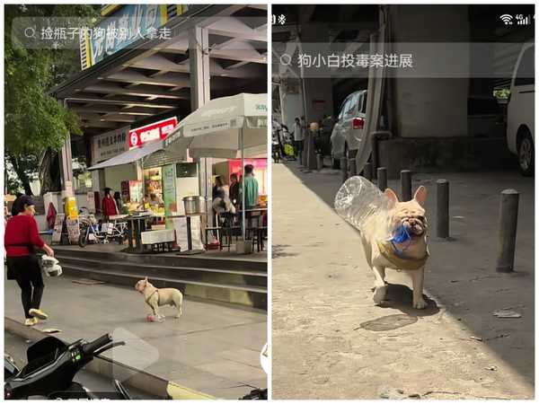网红「捡瓶小狗」主人信息被扒，网红宠物如何保护自身安全与隐私？
