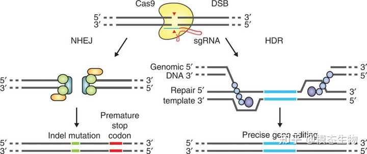 rna 干扰载体如何构建？ - 知乎