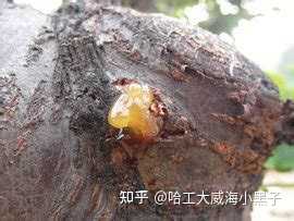 树胶是如何形成并从树上掉下来的？ - 知乎