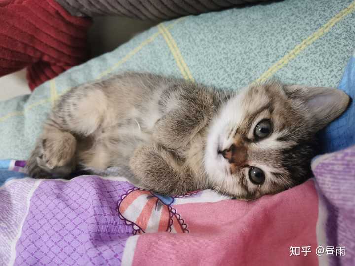 养雀猫(麻猫)是一种怎样的体验? - 知乎