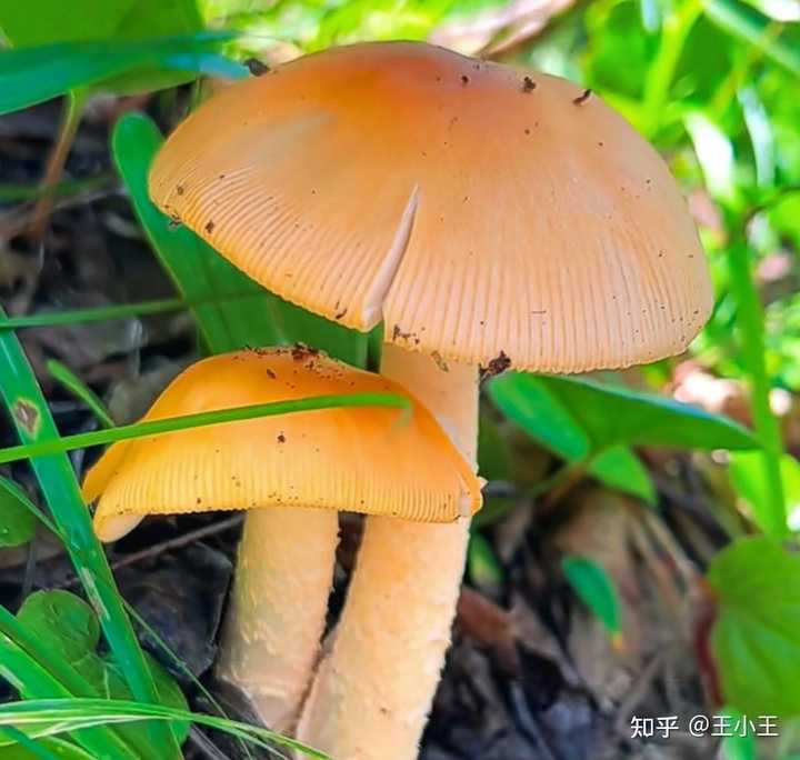 鹅膏菌有能吃的吗？ - 知乎