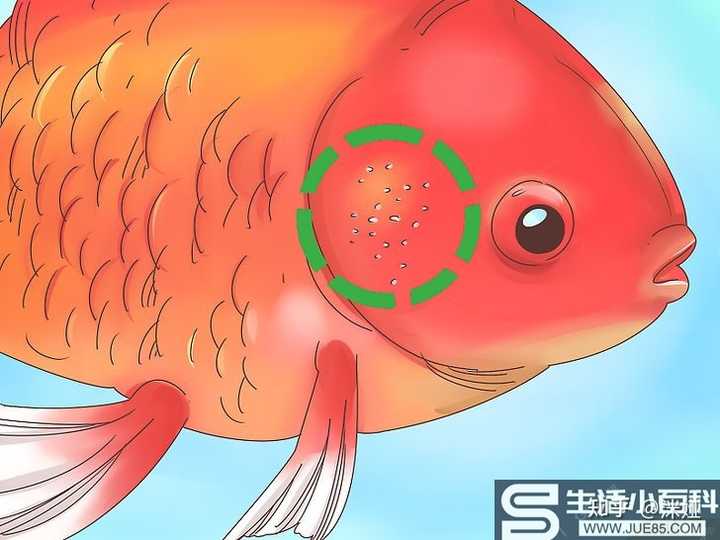 水族知识