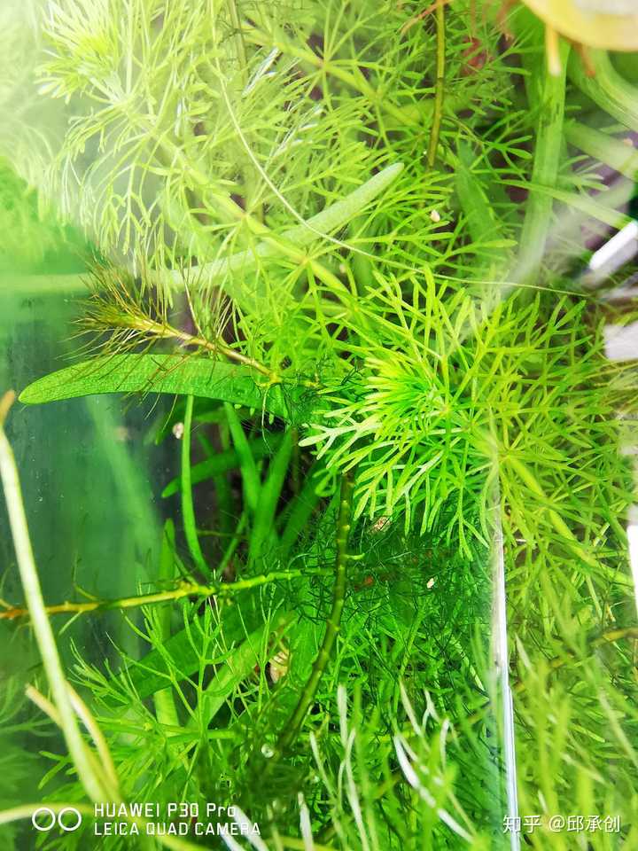 鱼缸里种什么种类的水草最容易打理 请推荐几种好养好看的 知乎