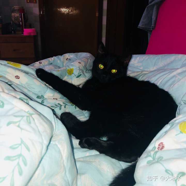 什么是玄猫，什么样的人适合养玄猫，有什么禁忌吗？ - 知乎