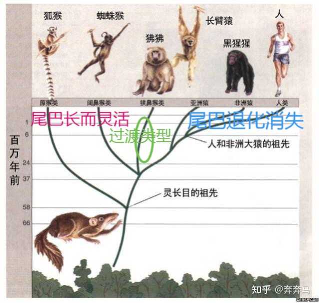是不是除了人类和猿类,其它动物都有尾巴?为什么? - 知乎