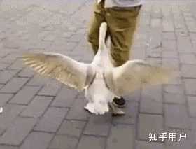 为什么很多和鹅体型相差不大的动物都不太敢跟鹅打架? - 知乎