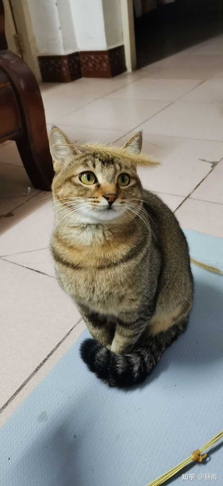 养雀猫(麻猫)是一种怎样的体验? - 知乎
