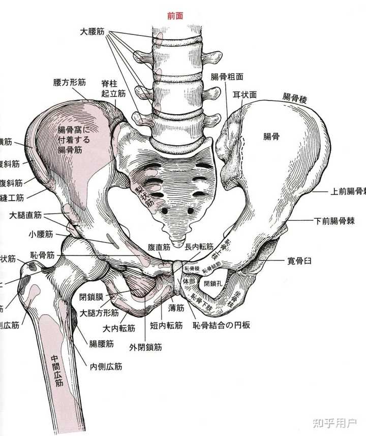 耻骨为什么叫耻骨? - 知乎