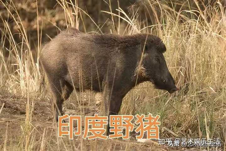 世界十大猪种是什么？各有什么特点？ 知乎 