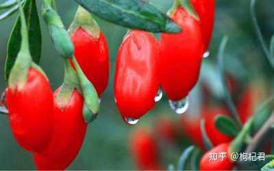 为什么枸杞要吃头茬的? - 知乎