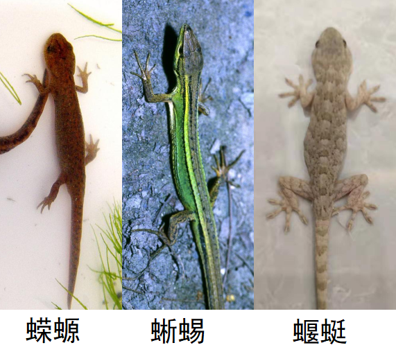“蝾螈”一词的意思是怎么从蜥蜴变成有尾目动物的？ - 知乎