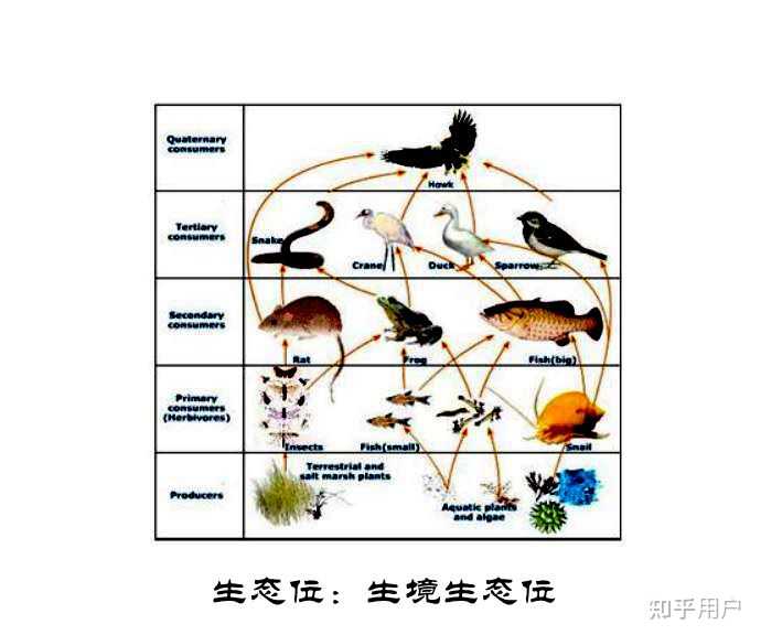 生态位到底是什么? - 知乎