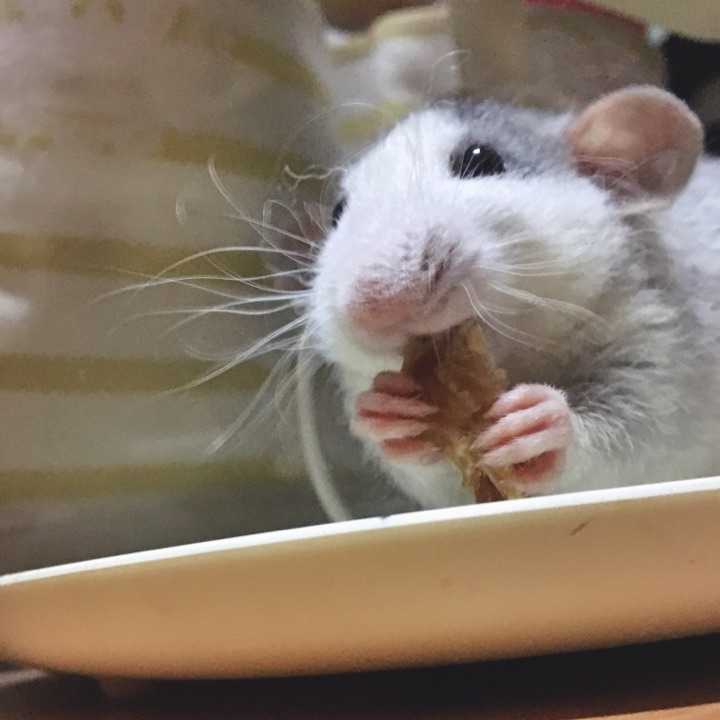 有养花枝鼠的吗?应该怎么养花枝鼠呢? - 知乎