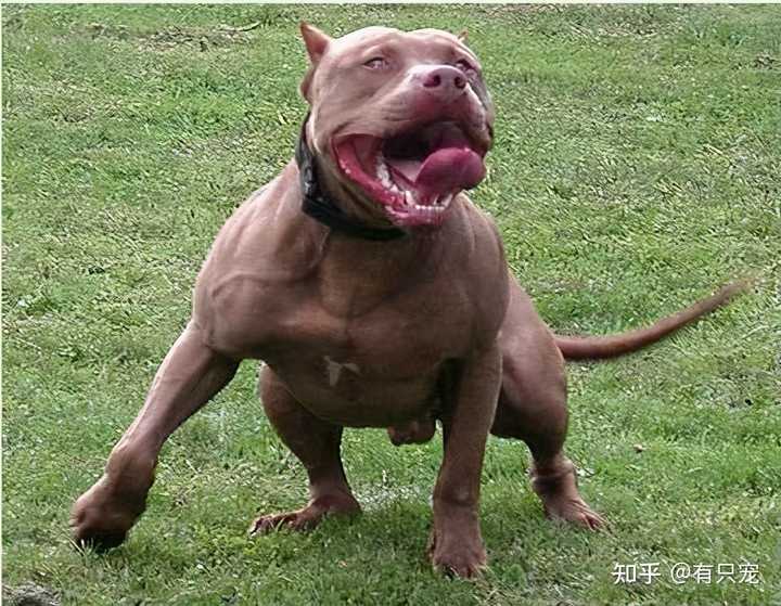 「烈性犬」有哪些种类，有什么特点？ - 知乎