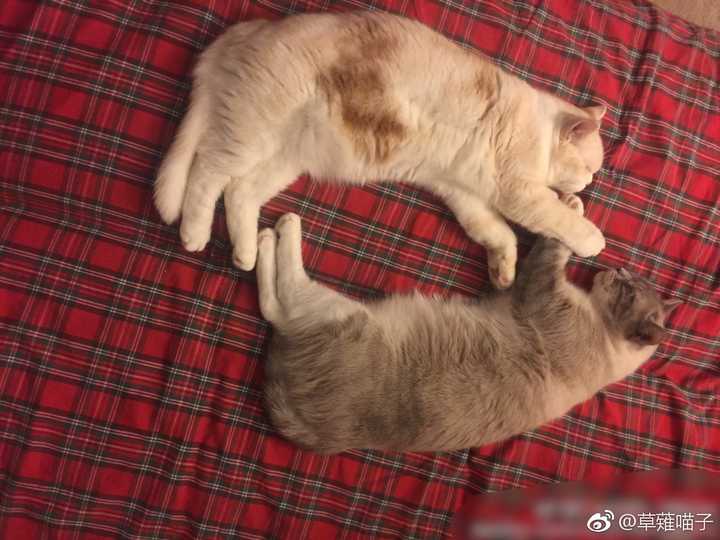 在猫界的眼中，算美和帅的猫长的什么样？ - 知乎