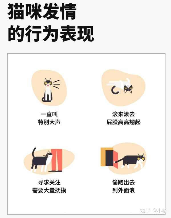 如何判断宠物猫是否发情? - 知乎