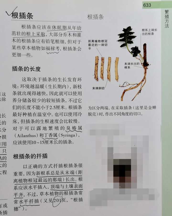 存在根上长芽的情况吗？ - 知乎