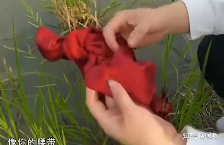 纪录片《重返狼群》爆火，妈妈李微漪和狼王格林故事为何令人动容？为什么格林要还回保存7年的妈妈红围巾？ - 知乎