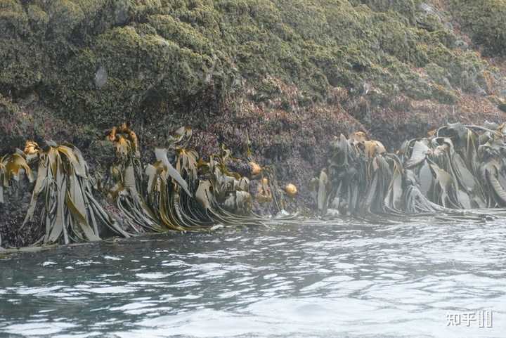 找遍了全网也没新鲜的海笋、海藻笋、海茸相关的图片,只有加工后的样子。新鲜海笋长什么样子? - 知乎