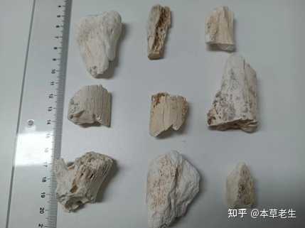 中药龙骨是指什么做的？ - 知乎
