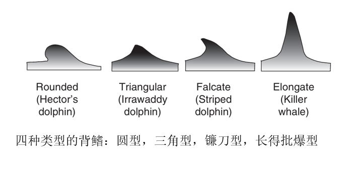 鲸为什么进化出背鳍？ - 知乎