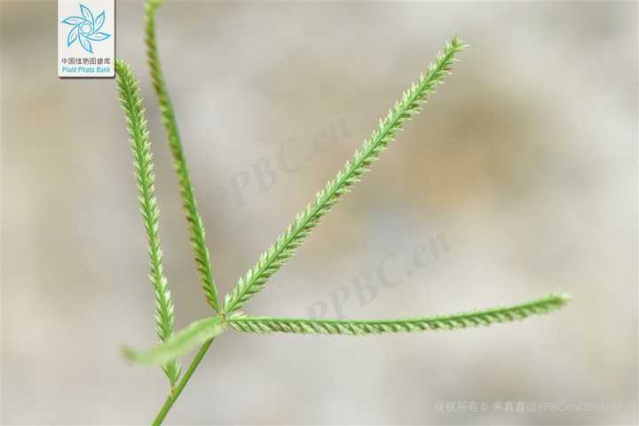 有没有一种植物,你从小见到大,但直到最近才知道它叫什么名字? - 知乎