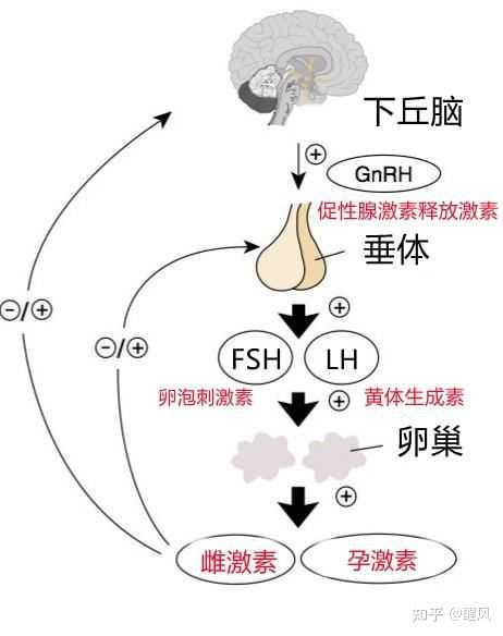 功能性下丘脑性闭经患者在生活中应该注意哪些方面？ - 知乎