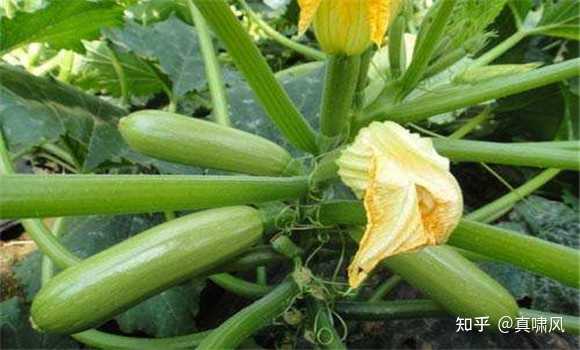 有冬瓜、西瓜和南瓜，为什么没有北瓜？ - 知乎