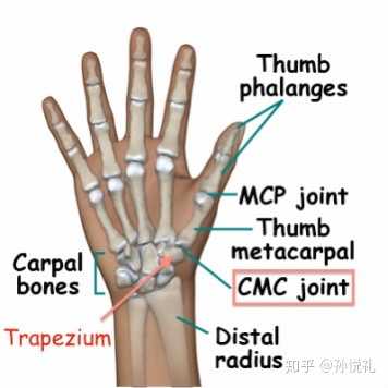 为什么大拇指功能权重最高? - 知乎