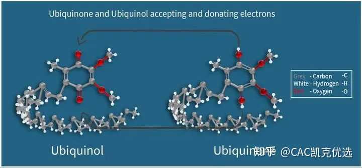 买辅酶q10时 ,是怎样区分是泛醌还是泛醇? - 知乎