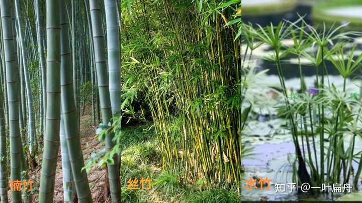 竹席、篾席、藤席，哪个比较凉快？如何挑选？ - 知乎