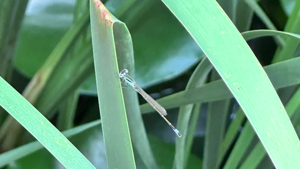 幼儿园自理比赛女孩靠佛系速度获胜，对孩子未来的学习和生活有哪些启示？怎样能让孩子拥有沉稳的心态？