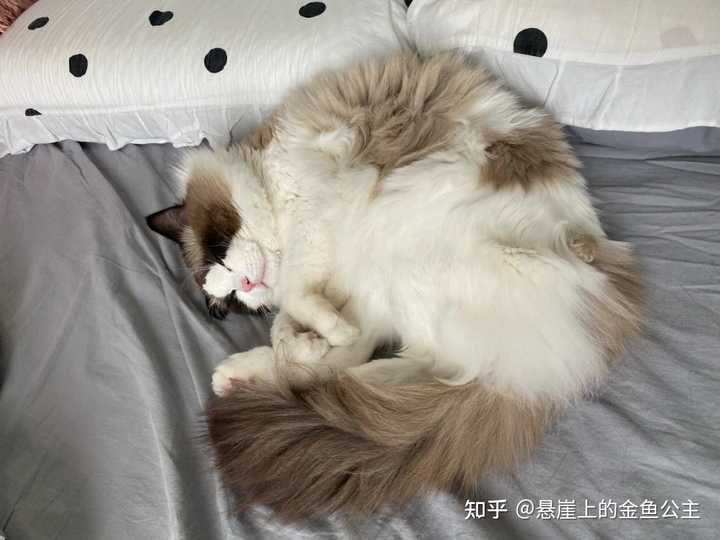 女研究生养猫反向将自己关进笼子,对此你有何看法? - 知乎