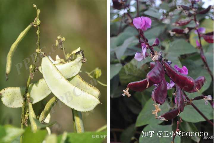各种豆角都怎么叫 做法有什么区别 知乎 各种豆角都怎么叫 做法有什么区别 知乎