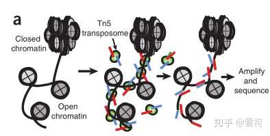 什么是「ATAC-seq 技术」？现在用于哪些生物学研究？ - 知乎