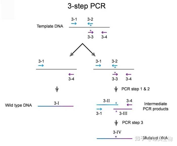 如何利用PCR进行基因定点突变? - 知乎