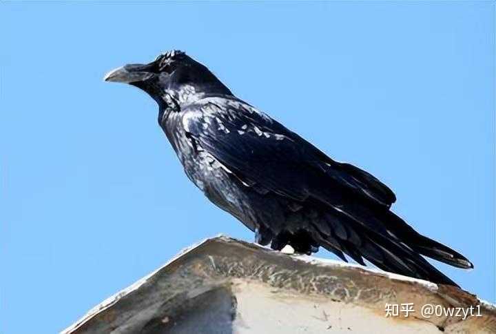 如何评价ilem的新曲《告死鸟》? - 知乎