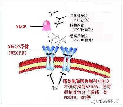抗血管生成药物有哪些? - 知乎